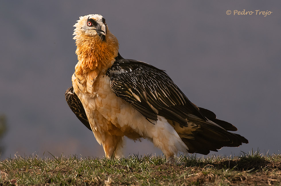 Quebrantahuesos (Gypaetus barbatus)